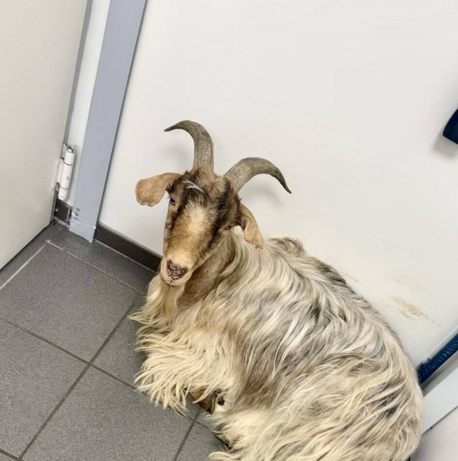 In einer Dinslakener Tankstelle: Kein Bock auf Benzin – Ziegenbock wird von Polizei abgeführt