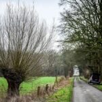 Kreis Wesel verlost Kopfweiden-Bonsais - so kann man gewinnen