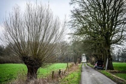 Kreis Wesel verlost Kopfweiden-Bonsais - so kann man gewinnen