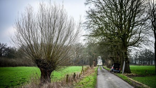 Kreis Wesel verlost Kopfweiden-Bonsais - so kann man gewinnen