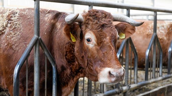 Raderlebnistag: Rinder kraulen in Voerde - und mehr