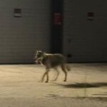 Sind die Wölfe wieder da? Mehrere Videos sind aufgetaucht