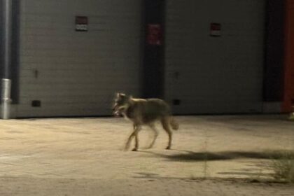 Sind die Wölfe wieder da? Mehrere Videos sind aufgetaucht