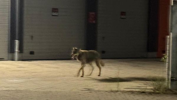 Sind die Wölfe wieder da? Mehrere Videos sind aufgetaucht