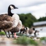 Tierischer Einsatz: Feuerwehr befreit Gans von Angelhaken