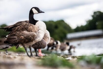 Tierischer Einsatz: Feuerwehr befreit Gans von Angelhaken