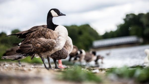 Tierischer Einsatz: Feuerwehr befreit Gans von Angelhaken