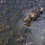 Verdacht auf Blaualgen: Stadt Dinslaken sperrt Rotbachsee