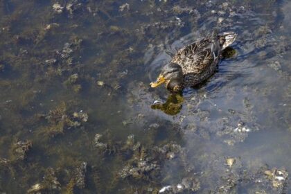 Verdacht auf Blaualgen: Stadt Dinslaken sperrt Rotbachsee