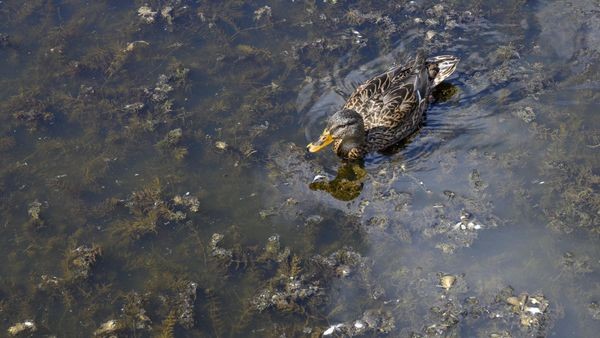 Verdacht auf Blaualgen: Stadt Dinslaken sperrt Rotbachsee