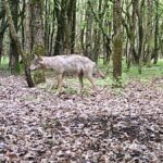 Wolfsgebiet bleibt - selbst ohne Glorias Wolfsrudel