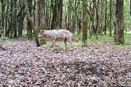 Wolfsgebiet bleibt - selbst ohne Glorias Wolfsrudel