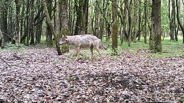 Wolfsgebiet bleibt - selbst ohne Glorias Wolfsrudel