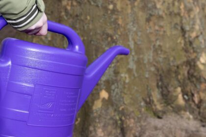 Am 4. Juli: Tag der Gießkanne – bewässere deinen Straßenbaum!