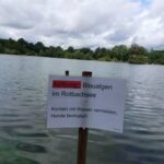 Beliebtes Naherholungsgebiet in Dinslaken: Blaualgen im Rotbachsee – Verdacht hat sich bestätigt
