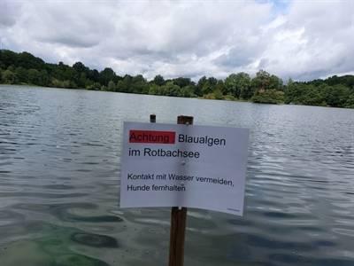 Beliebtes Naherholungsgebiet in Dinslaken: Blaualgen im Rotbachsee – Verdacht hat sich bestätigt