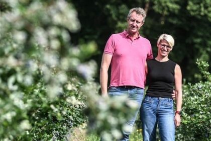 Blaubeer-Saison gestartet: Wo man sie selbst pflücken kann