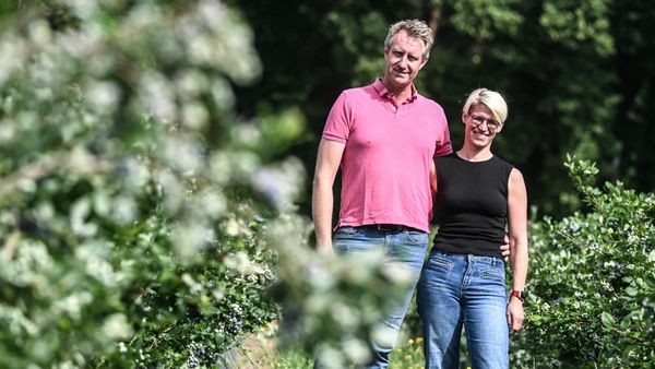 Blaubeer-Saison gestartet: Wo man sie selbst pflücken kann