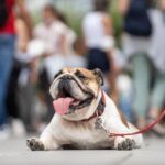 „Erschreckend“: Hunde bei 36 Grad draußen - was Expertin rät