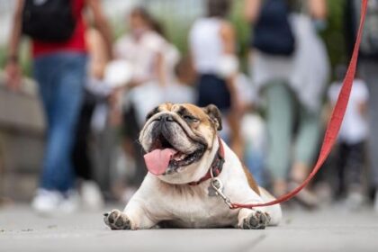 „Erschreckend“: Hunde bei 36 Grad draußen - was Expertin rät