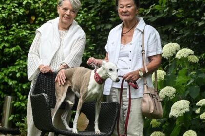 Hündin Shadé ist krank: Hohe Tierarztkosten – diese Frau hilft