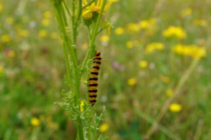 Im Wasserschutzgebiet Voerde-Löhnen: Mit Blutbären gegen Jakobskreuzkrautbefall