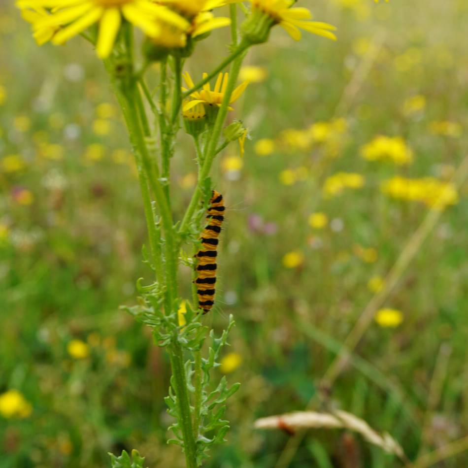 Im Wasserschutzgebiet Voerde-Löhnen: Mit Blutbären gegen Jakobskreuzkrautbefall