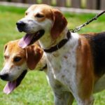 Jagdhund-Nachwuchs: Drevenacker glänzen bei DSJV Junghundeschau