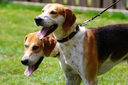 Jagdhund-Nachwuchs: Drevenacker glänzen bei DSJV Junghundeschau