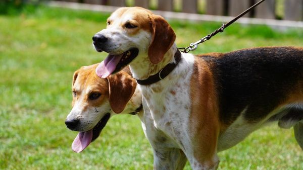 Jagdhund-Nachwuchs: Drevenacker glänzen bei DSJV Junghundeschau