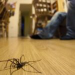 Kuriose Funde: Diese Tiere wurden bei der Polizei abgegeben