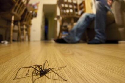 Kuriose Funde: Diese Tiere wurden bei der Polizei abgegeben