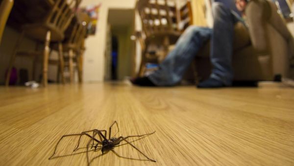 Kuriose Funde: Diese Tiere wurden bei der Polizei abgegeben