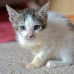 Rätselhafte Katzenkrankheit: Tierschützerin schlägt Alarm