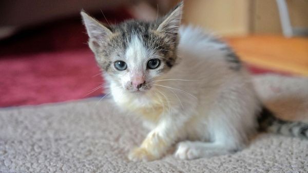Rätselhafte Katzenkrankheit: Tierschützerin schlägt Alarm