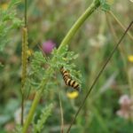 Voerde: Gefräßige Raupen helfen im Wasserschutzgebiet