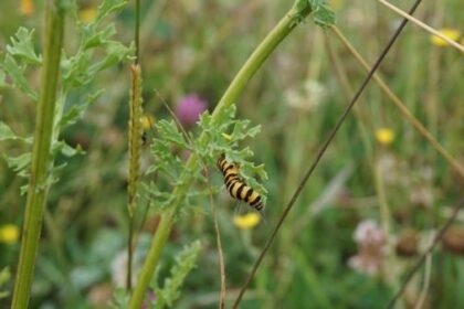 Voerde: Gefräßige Raupen helfen im Wasserschutzgebiet