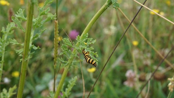 Voerde: Gefräßige Raupen helfen im Wasserschutzgebiet
