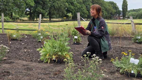 Wildbienen: Bundesweites Forschungsprojekt in Dinslakener Firma