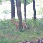 Wolf in Hünxe gesichtet: Rückkehr nach acht Monaten