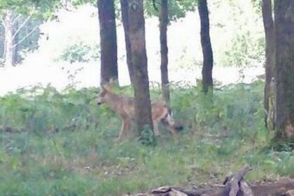 Wolf in Hünxe gesichtet: Rückkehr nach acht Monaten