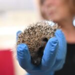 Beine ab, Kopf gespalten: Immer mehr verletzte Igel – „Horror“