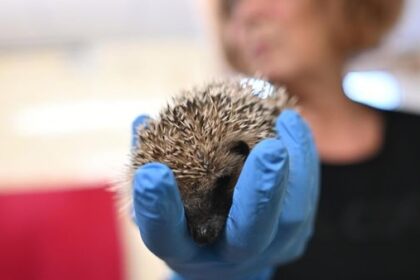 Beine ab, Kopf gespalten: Immer mehr verletzte Igel – „Horror“