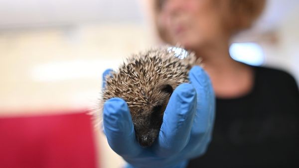 Beine ab, Kopf gespalten: Immer mehr verletzte Igel – „Horror“