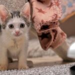 Katzenbabys suchen Namen – sie haben eine besondere Geschichte
