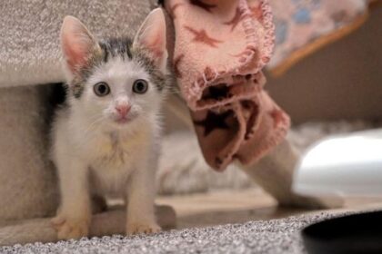 Katzenbabys suchen Namen – sie haben eine besondere Geschichte
