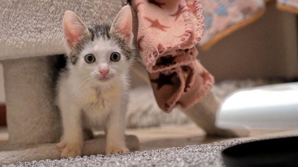 Katzenbabys suchen Namen – sie haben eine besondere Geschichte
