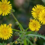 Schädlinge im Garten chemiefrei bekämpfen: Fünf Experten-Tipps