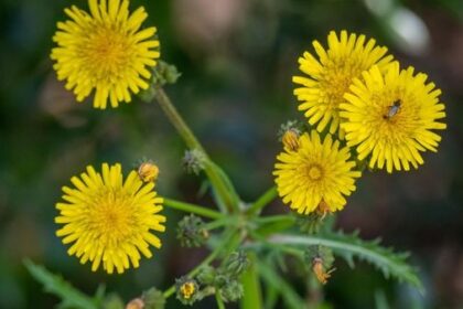 Schädlinge im Garten chemiefrei bekämpfen: Fünf Experten-Tipps