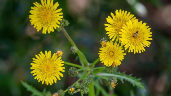 Schädlinge im Garten chemiefrei bekämpfen: Fünf Experten-Tipps